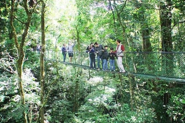 a group of people in a forest on a hanging bridge at the 100 Aventura Park in Monteverde Costa Rica