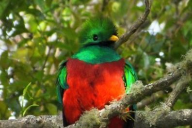 A colorful bird perched on a tree branch