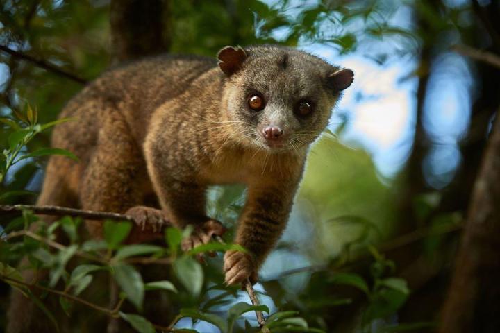 Monteverde Cloud Forest Wildlife