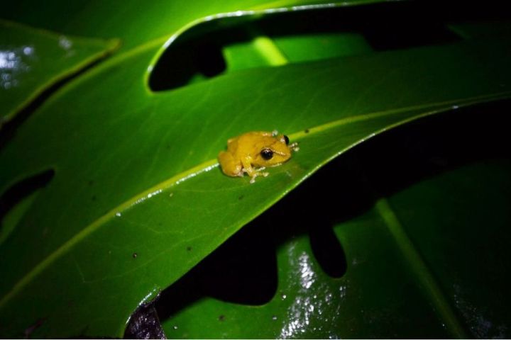 a green frog at Ficus Trails Night Tour