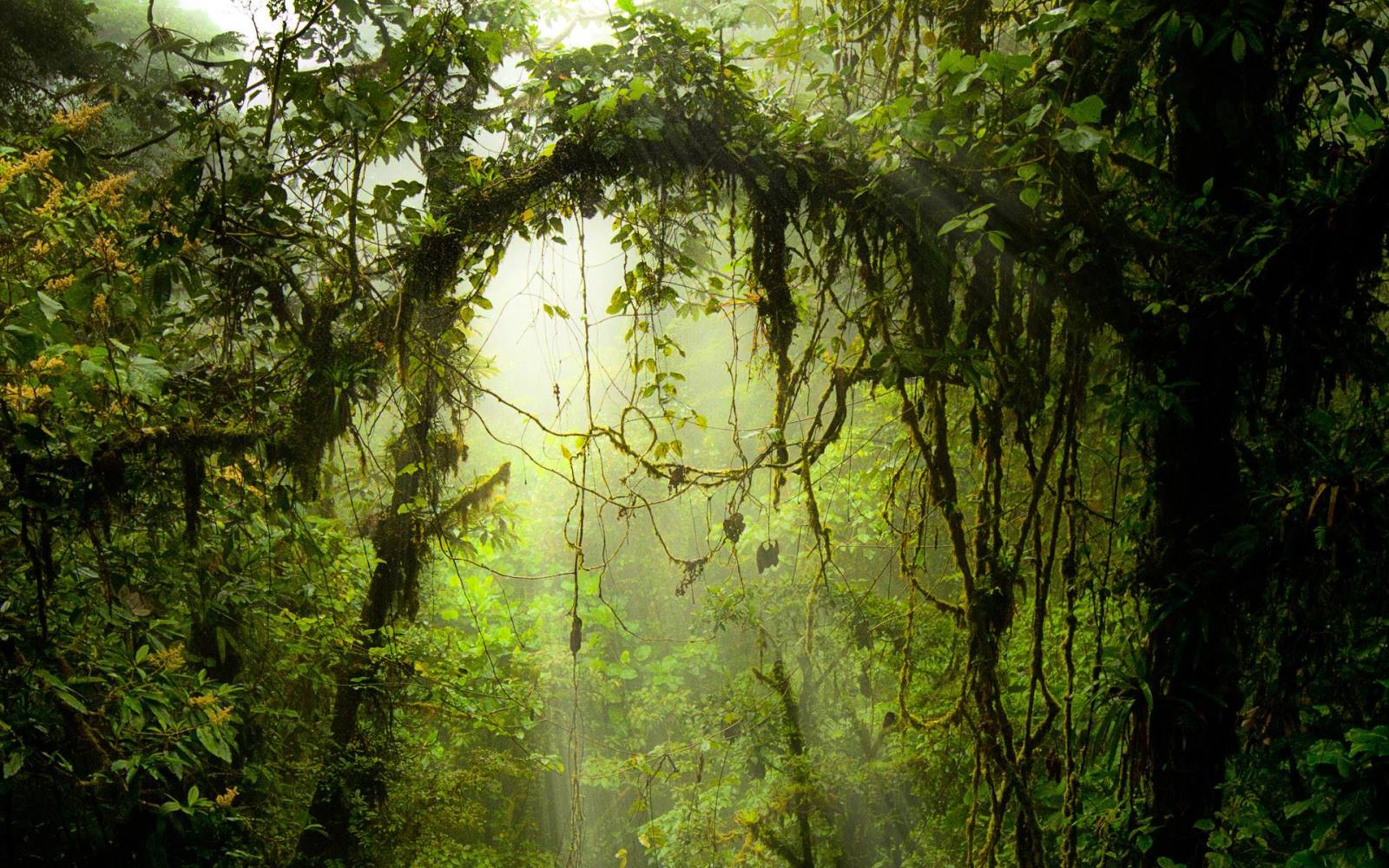 A beautiful photo of Monteverde Cloud Forest Reserve