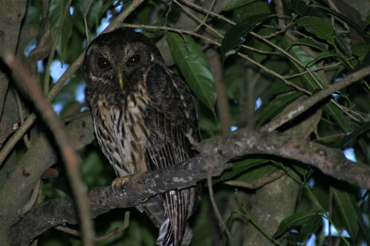 an owl perched on a tree branch