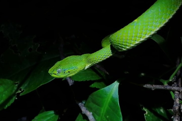 a close up of a snake