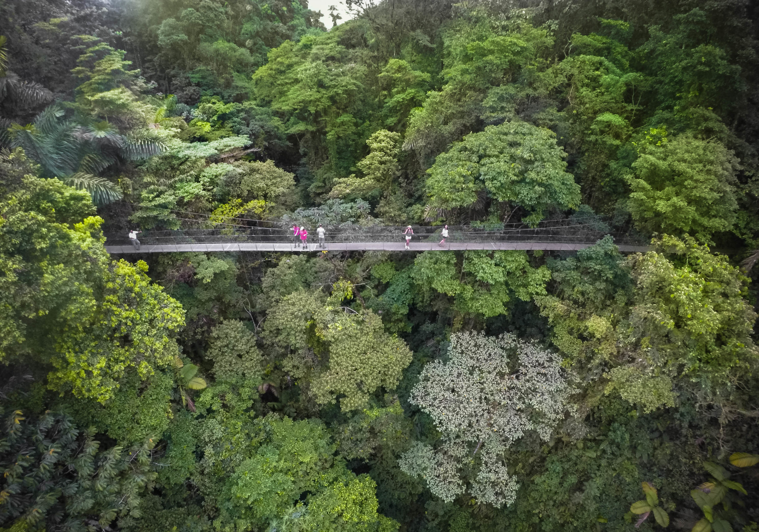 Aerial View of Mistico Hanging Bridges 