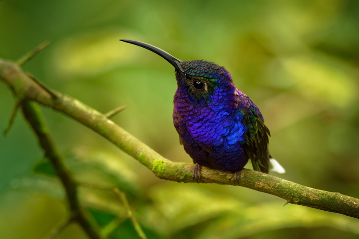 Free Things to Do in Monteverde - Monteverde Hummingbird Garden