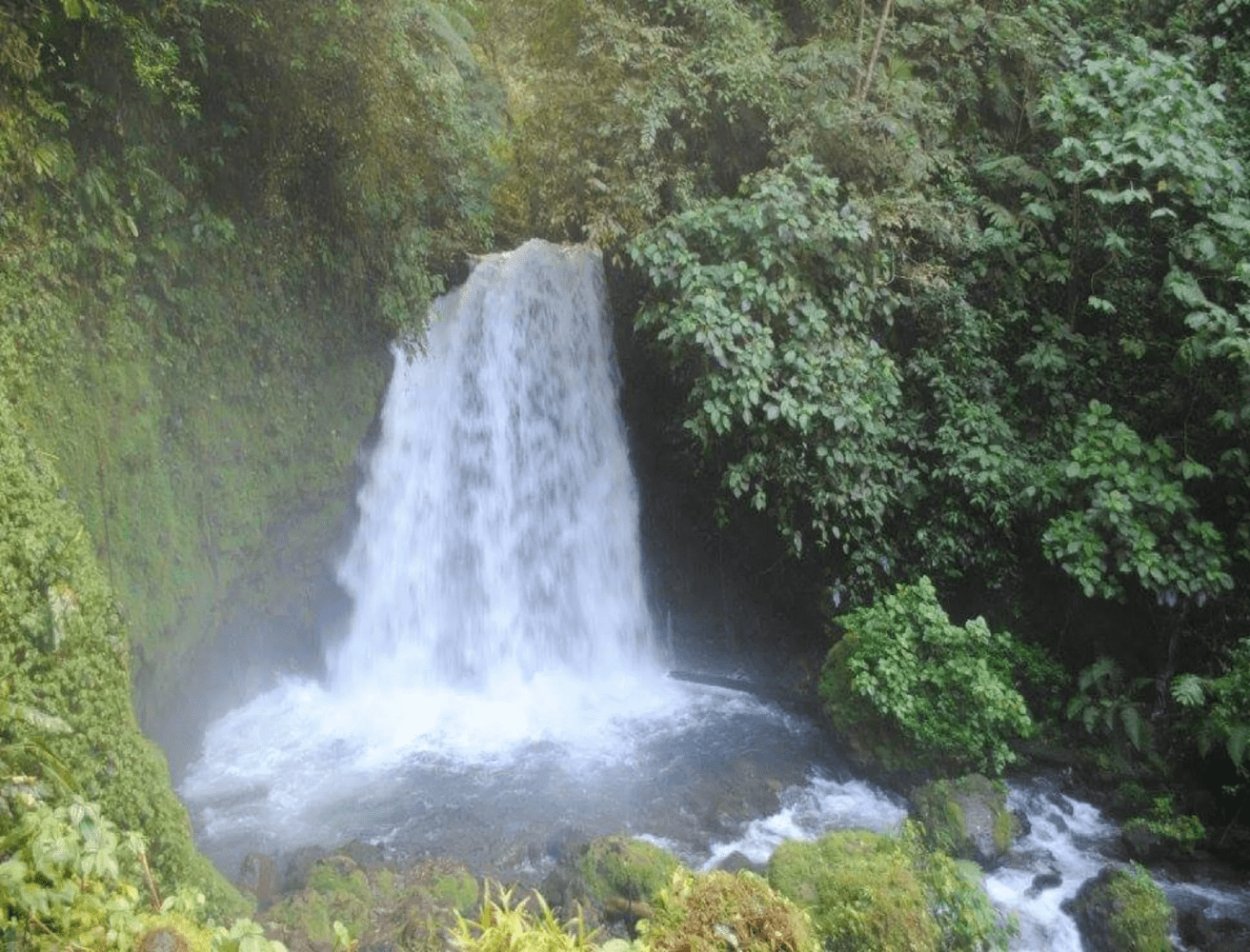 Danta Waterfall surrounded by trees 