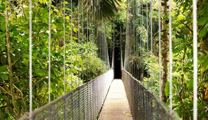 A hanging bridge surrounded by trees 