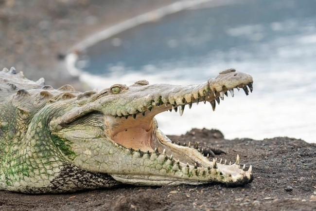 a close up of a crocodile