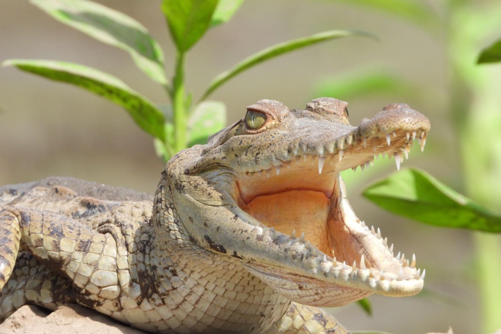 a close up of a reptile